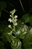 Beesia calthifolia RCP4-09 390.jpg